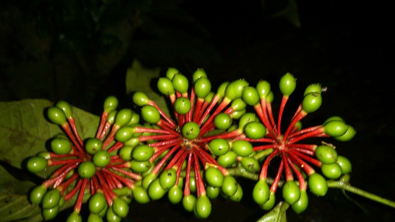 Guatteria diospyroides fruit