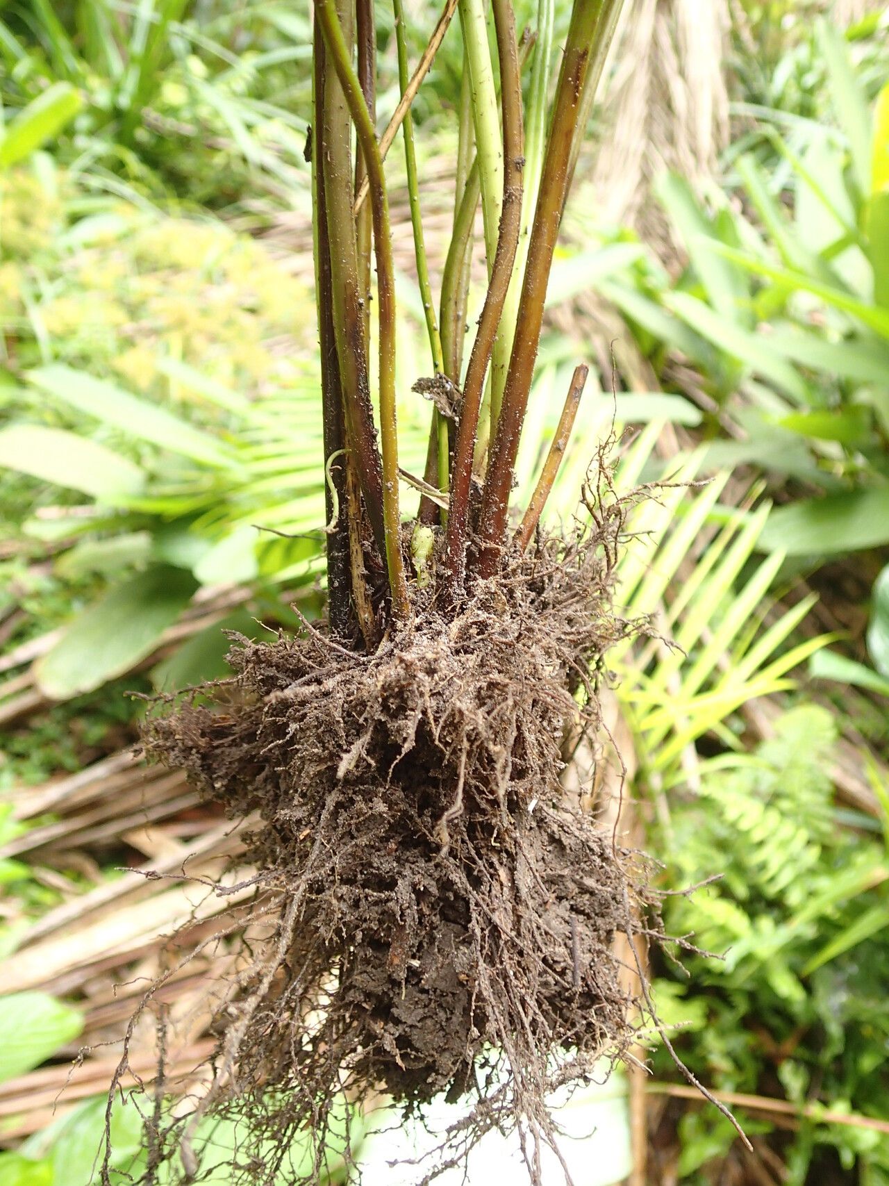 Pteris similis other