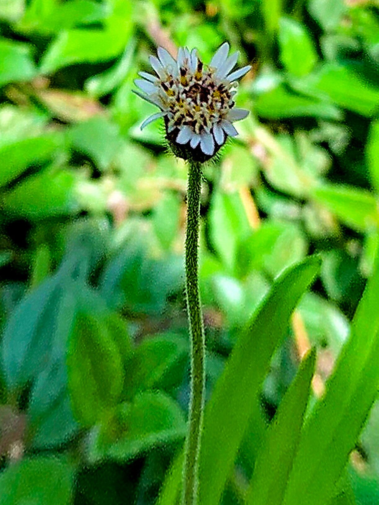 Tridax mexicana — related species from the same genus