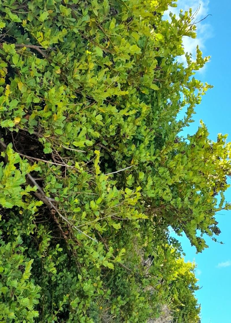Griselinia jodinifolia habit