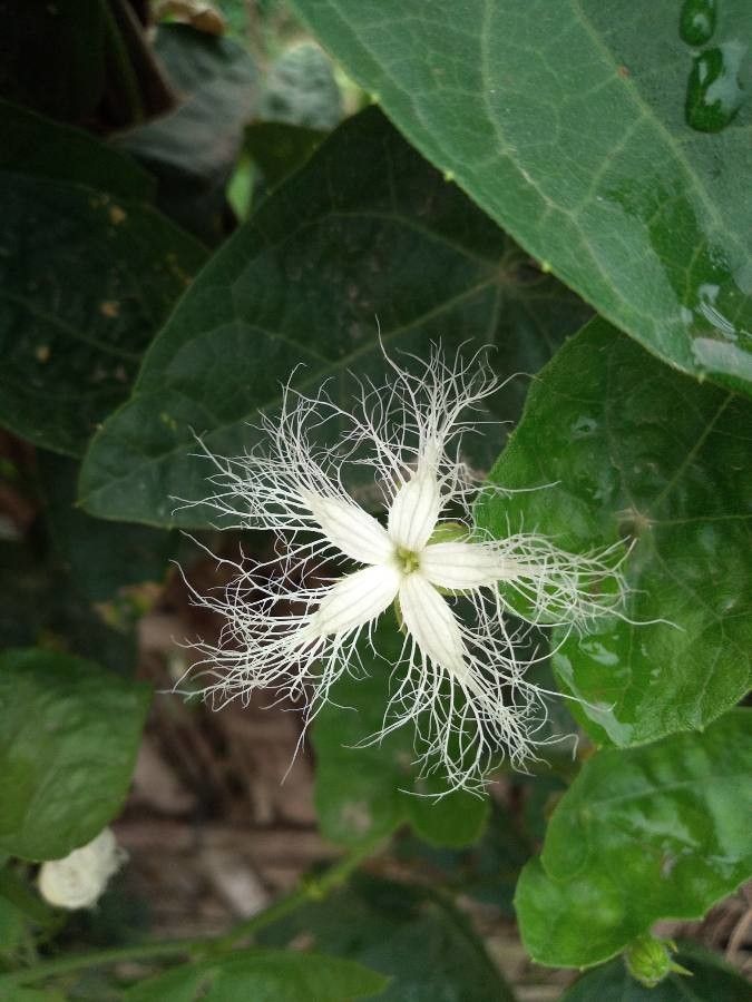 Trichosanthes dioica flower