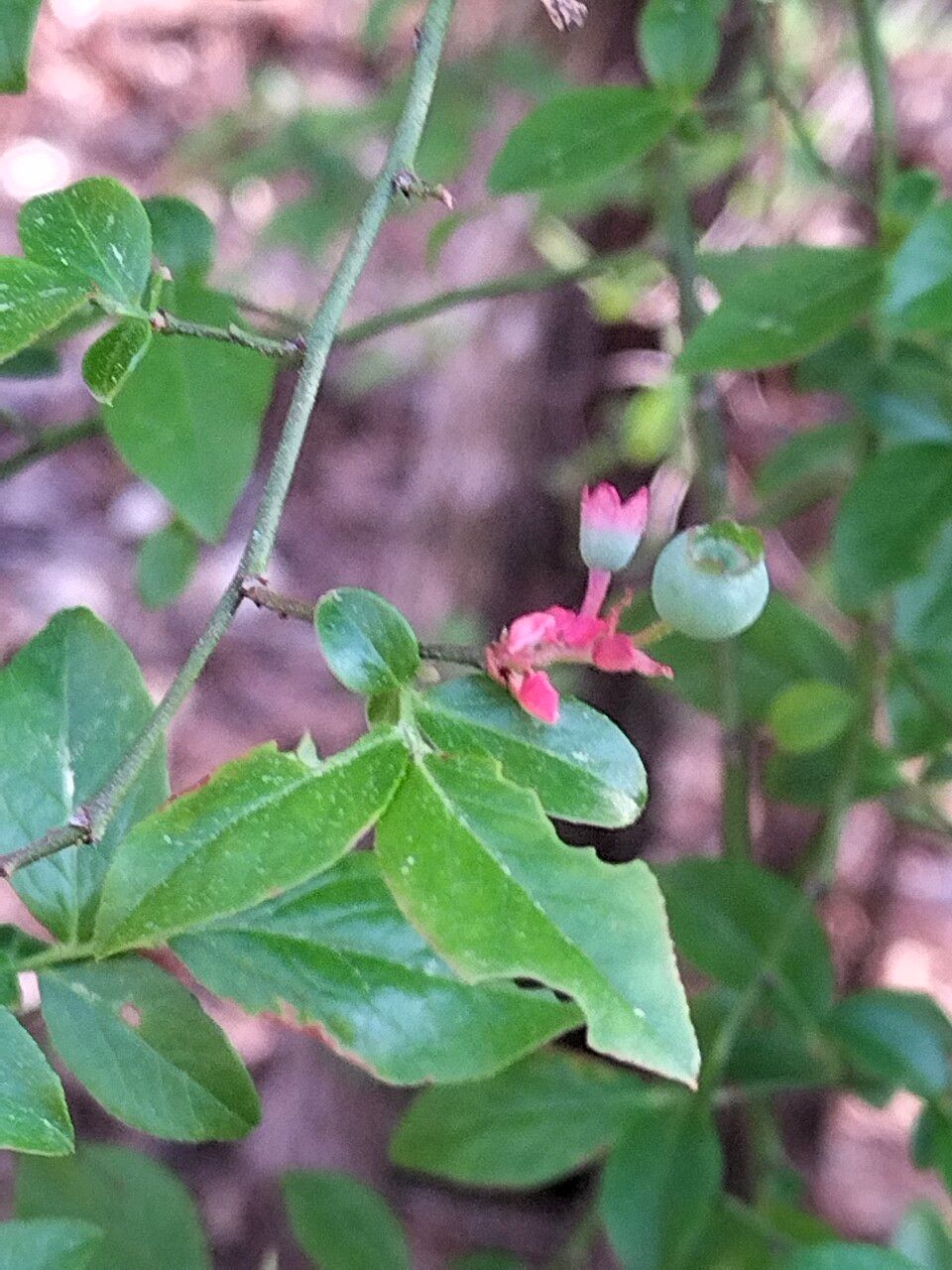 Vaccinium fuscatum flower