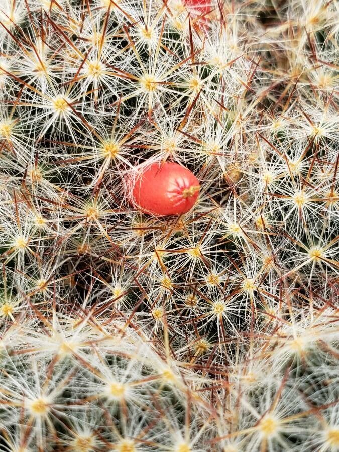 Mammillaria prolifera fruit