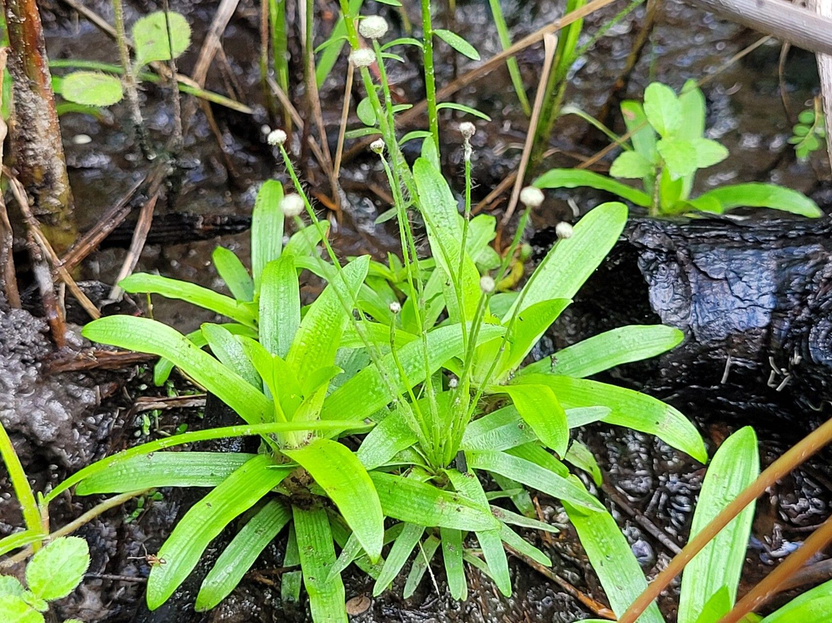 Syngonanthus caulescens habit