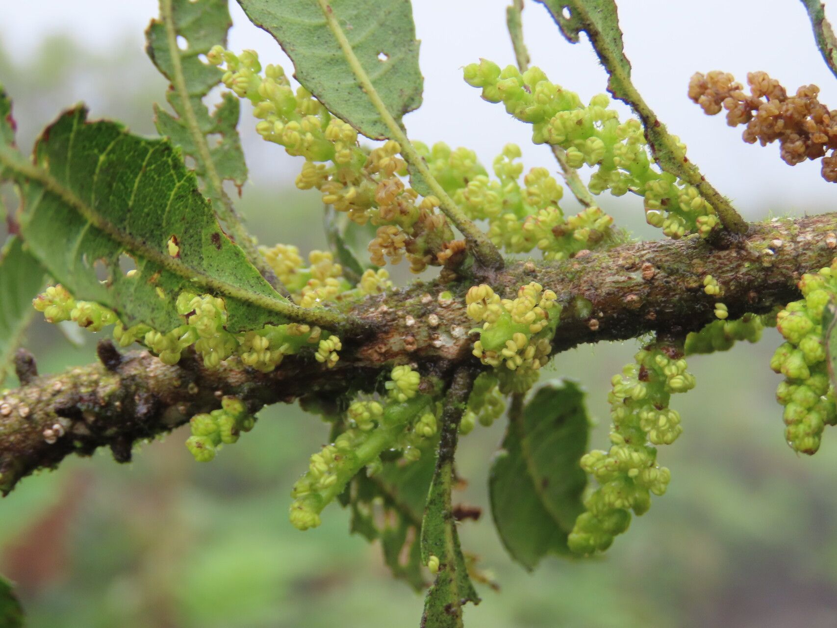 Morella pubescens flower