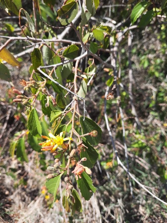 Grewia trichocarpa flower
