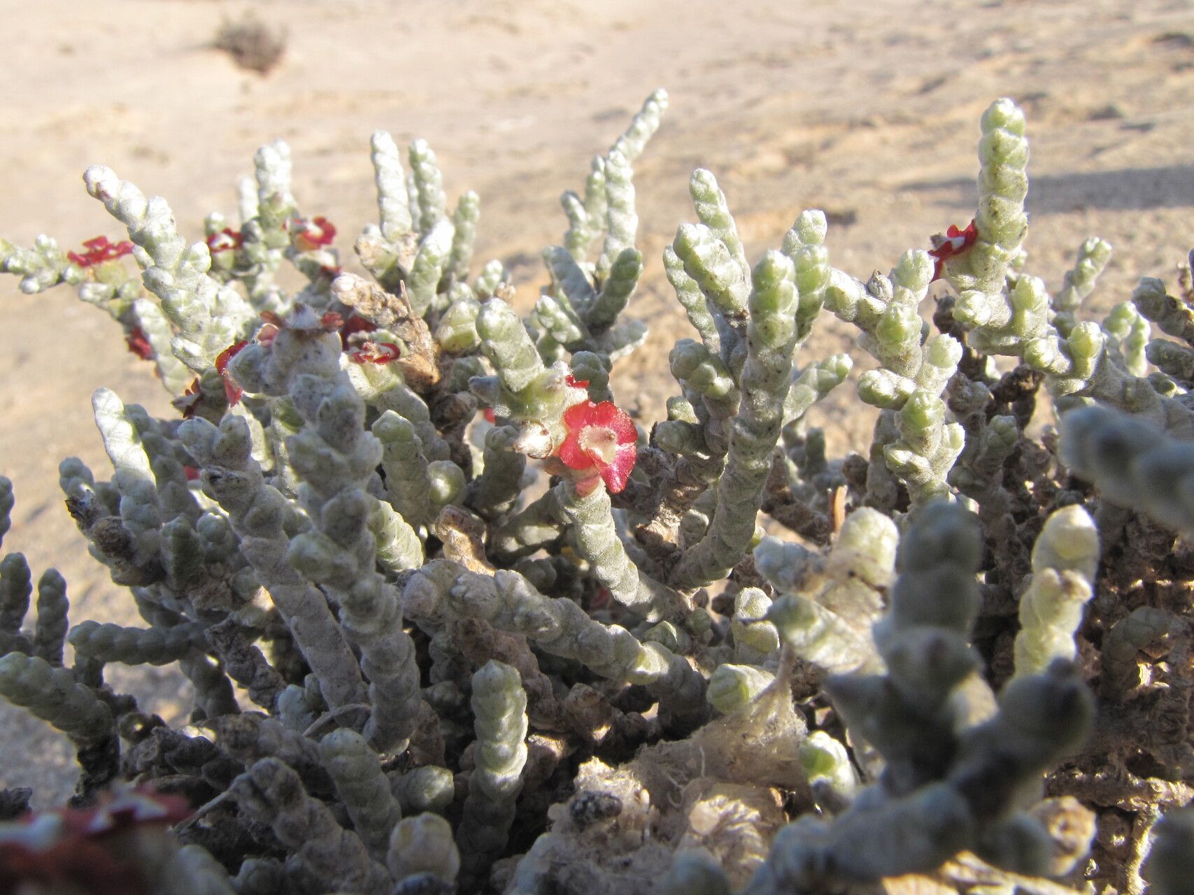 Caroxylon tetrandrum — houseplant care guide