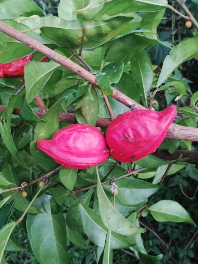 Cola gabonensis fruit