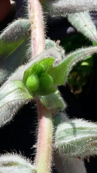 Nonea calycina fruit