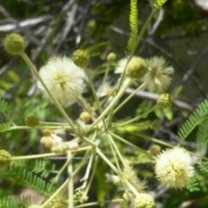 Acacia acanthaster leaf