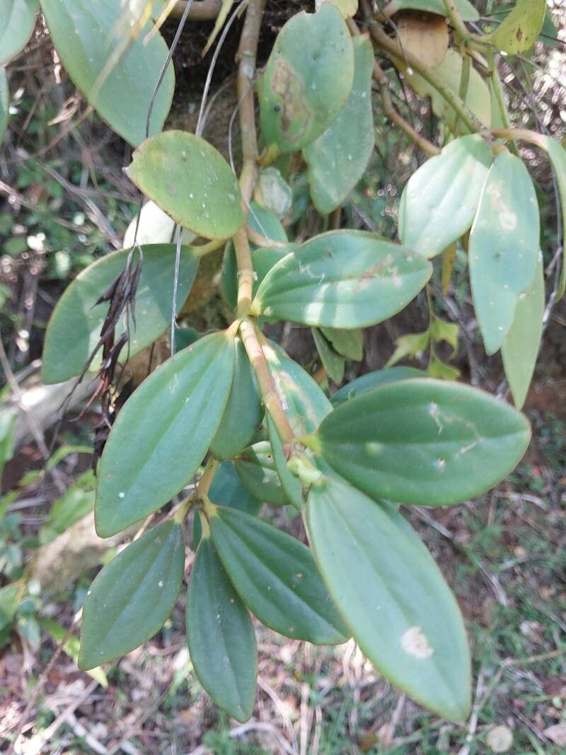 Peperomia pluvisilvatica other