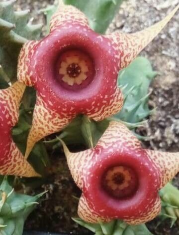 Huernia laevis — search result for 'Huernia'