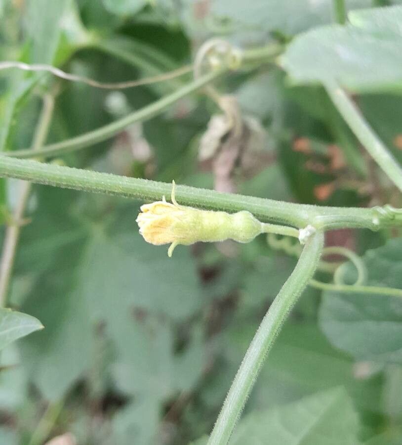 Melothria warmingii flower