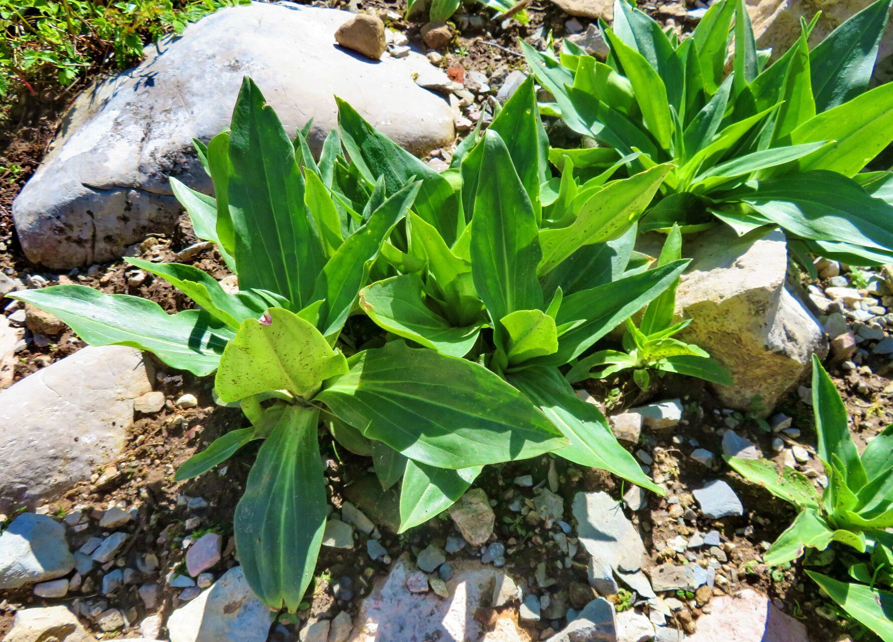 Gentiana tibetica habit