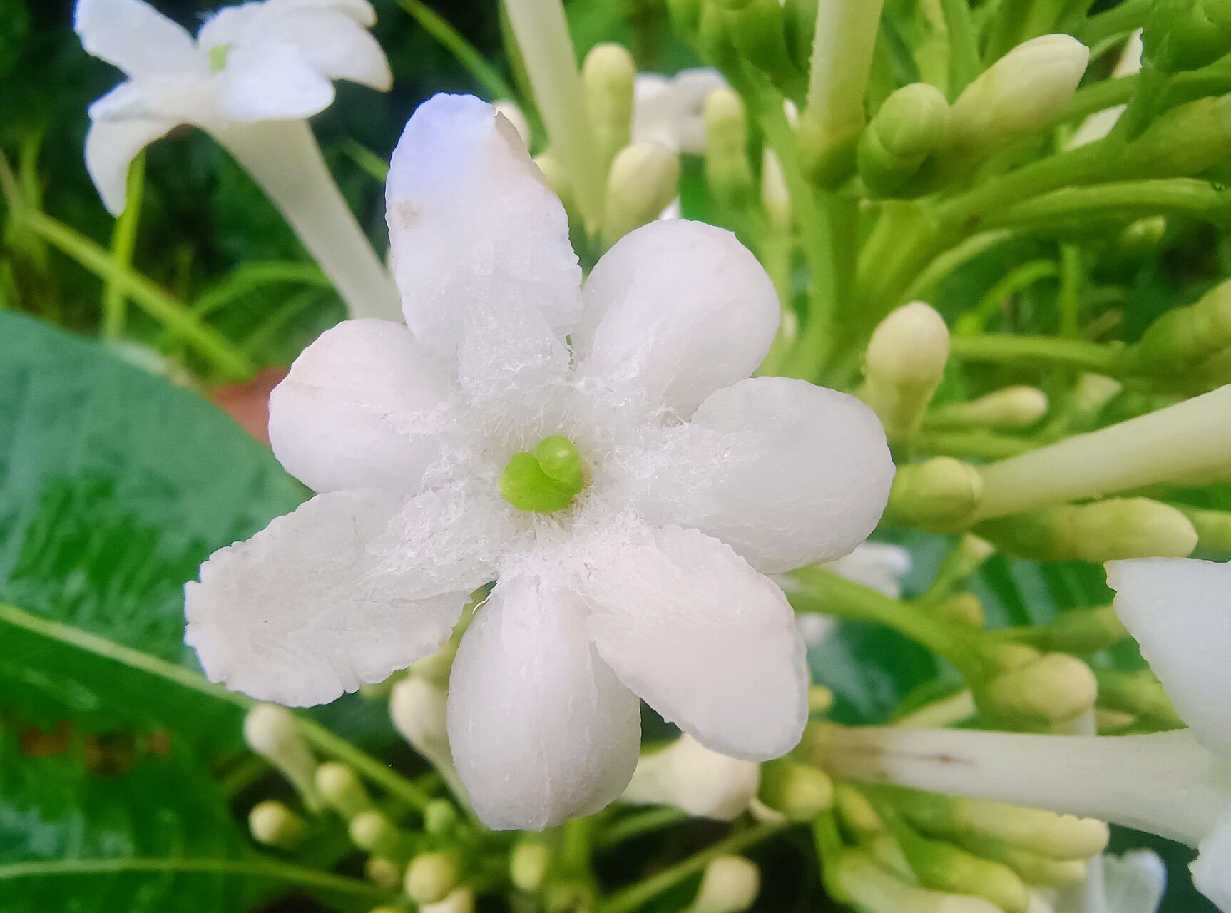 Isertia laevis flower