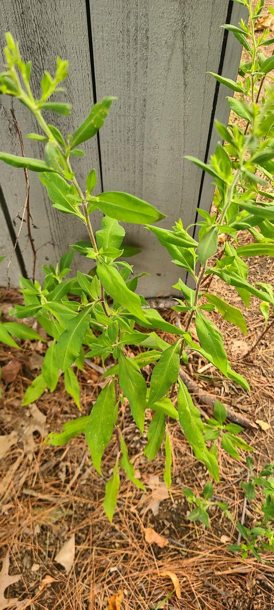 Ampelaster carolinianus — search result for 'Georgia'