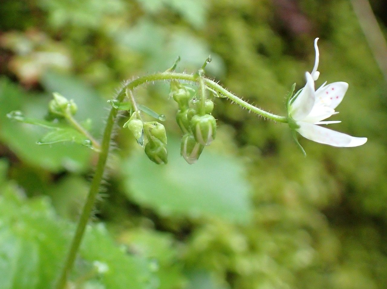 Saxifraga rotundifolia fruit