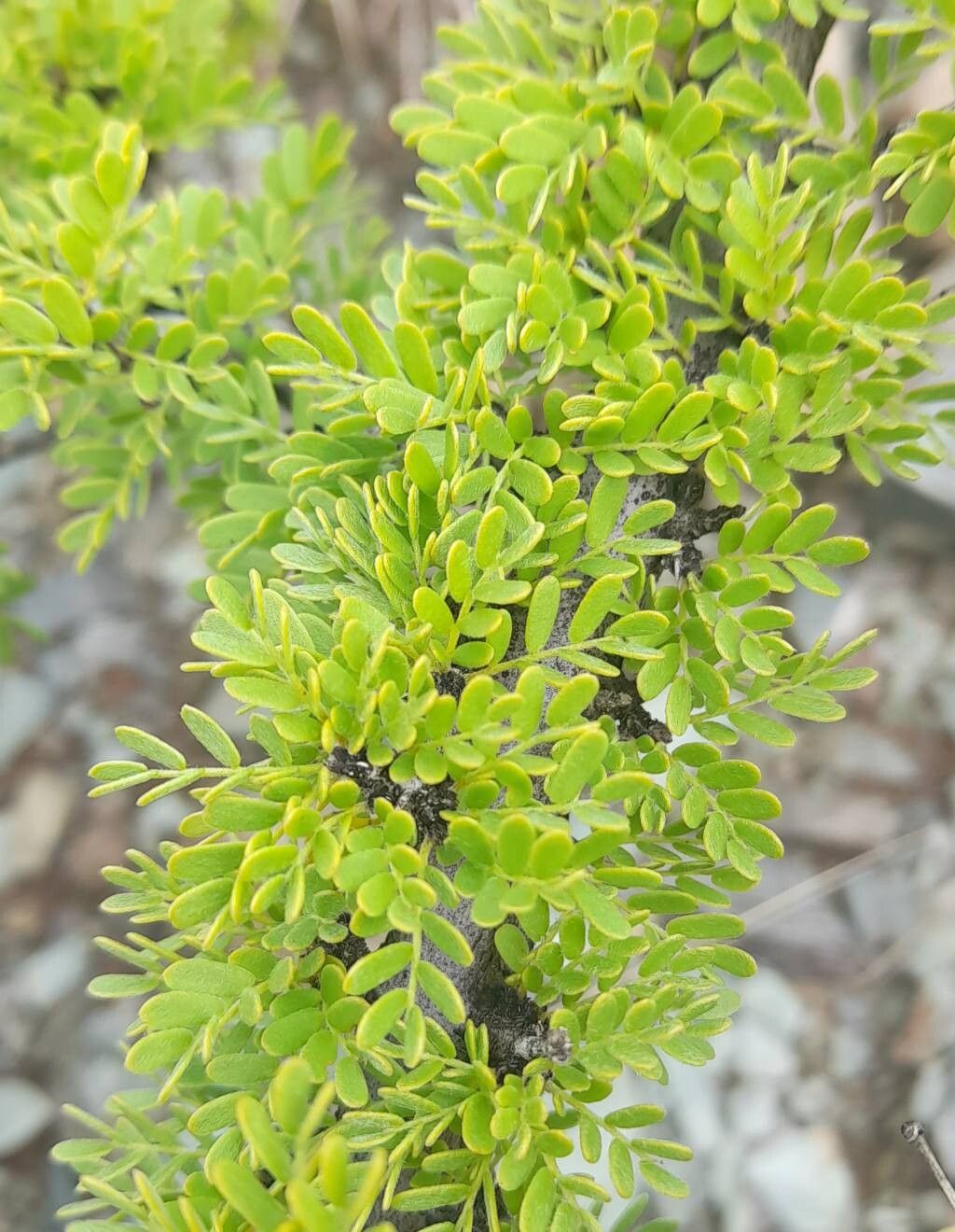 Bulnesia schichendanzii — related species from the same genus