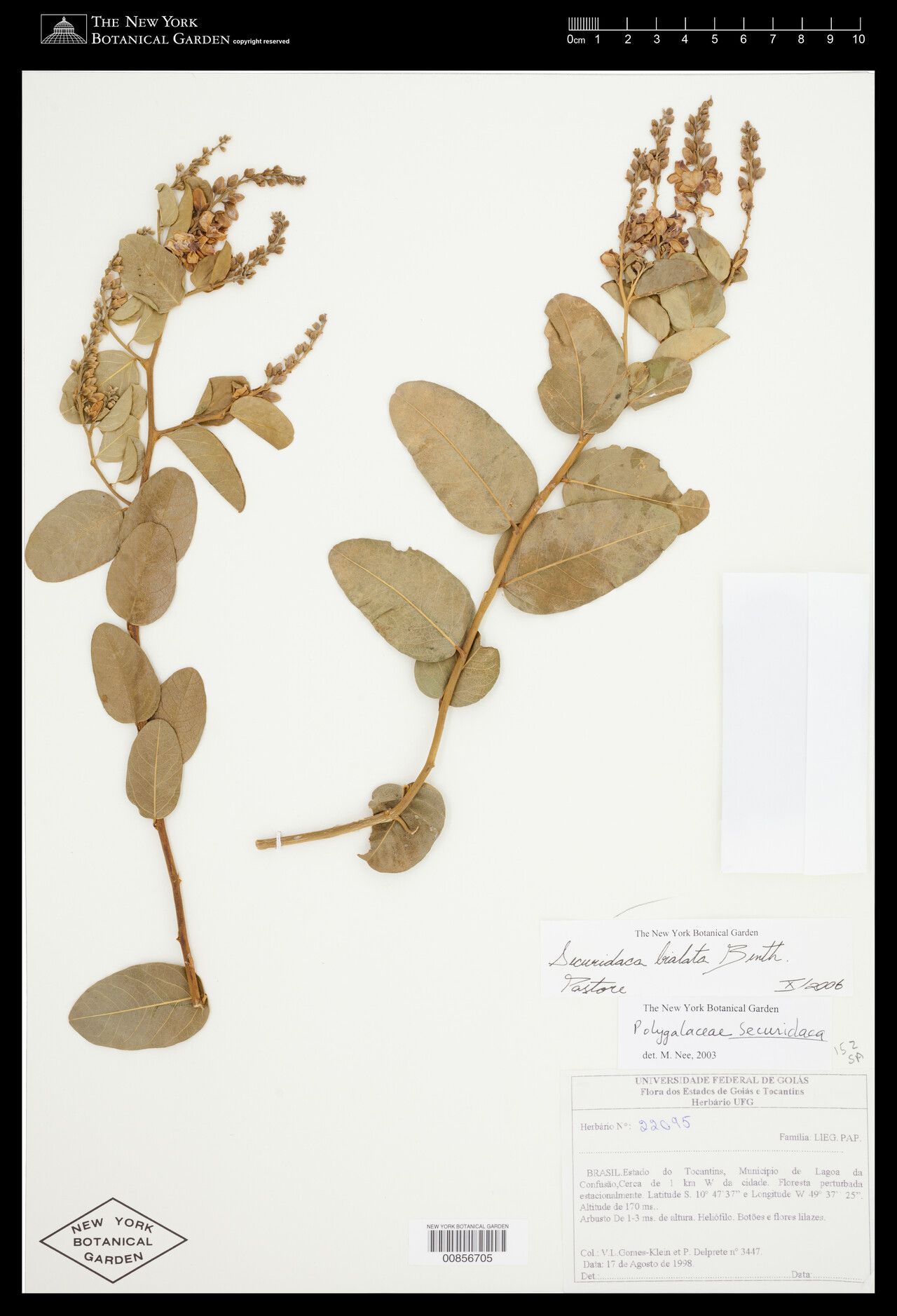 Securidaca bialata — related species from the same genus