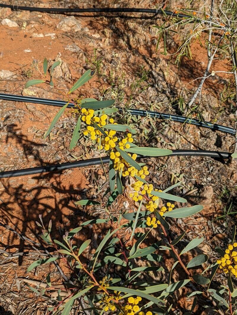 Acacia notabilis — houseplant care guide