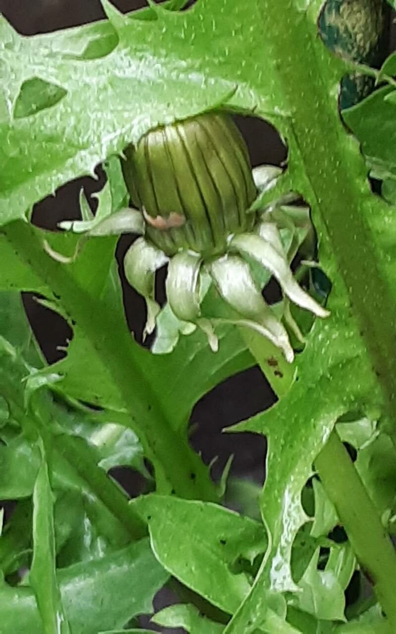 Taraxacum obliquilobum flower