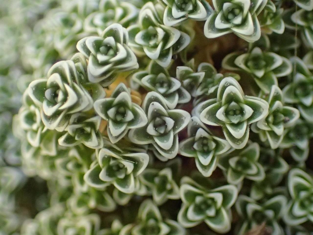 Arenaria alfacarensis habit