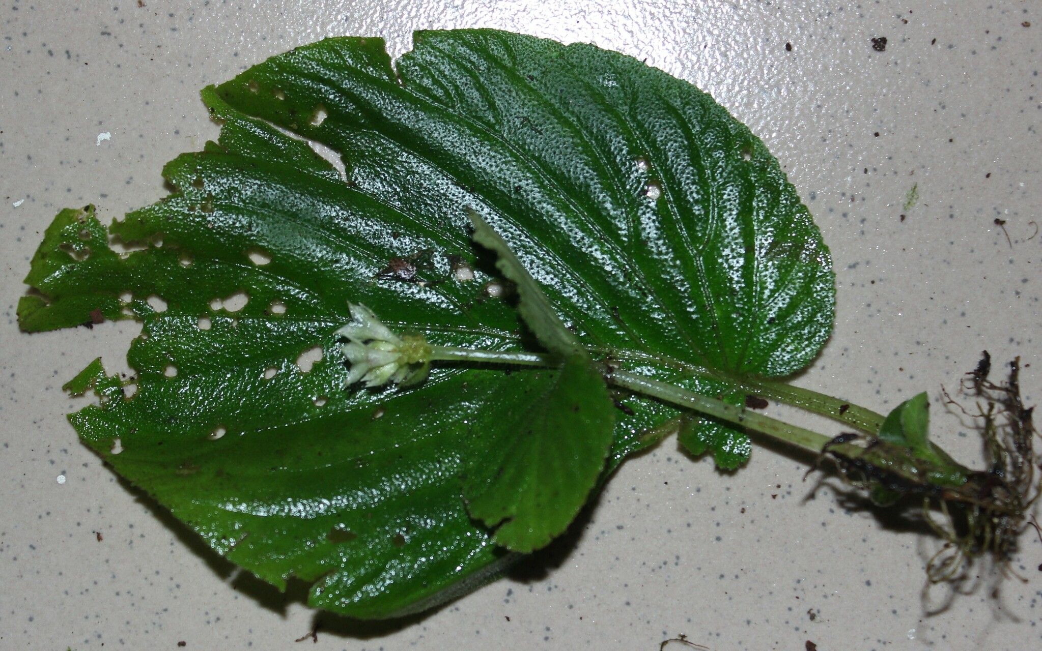 Epithema tenue — related species from the same genus