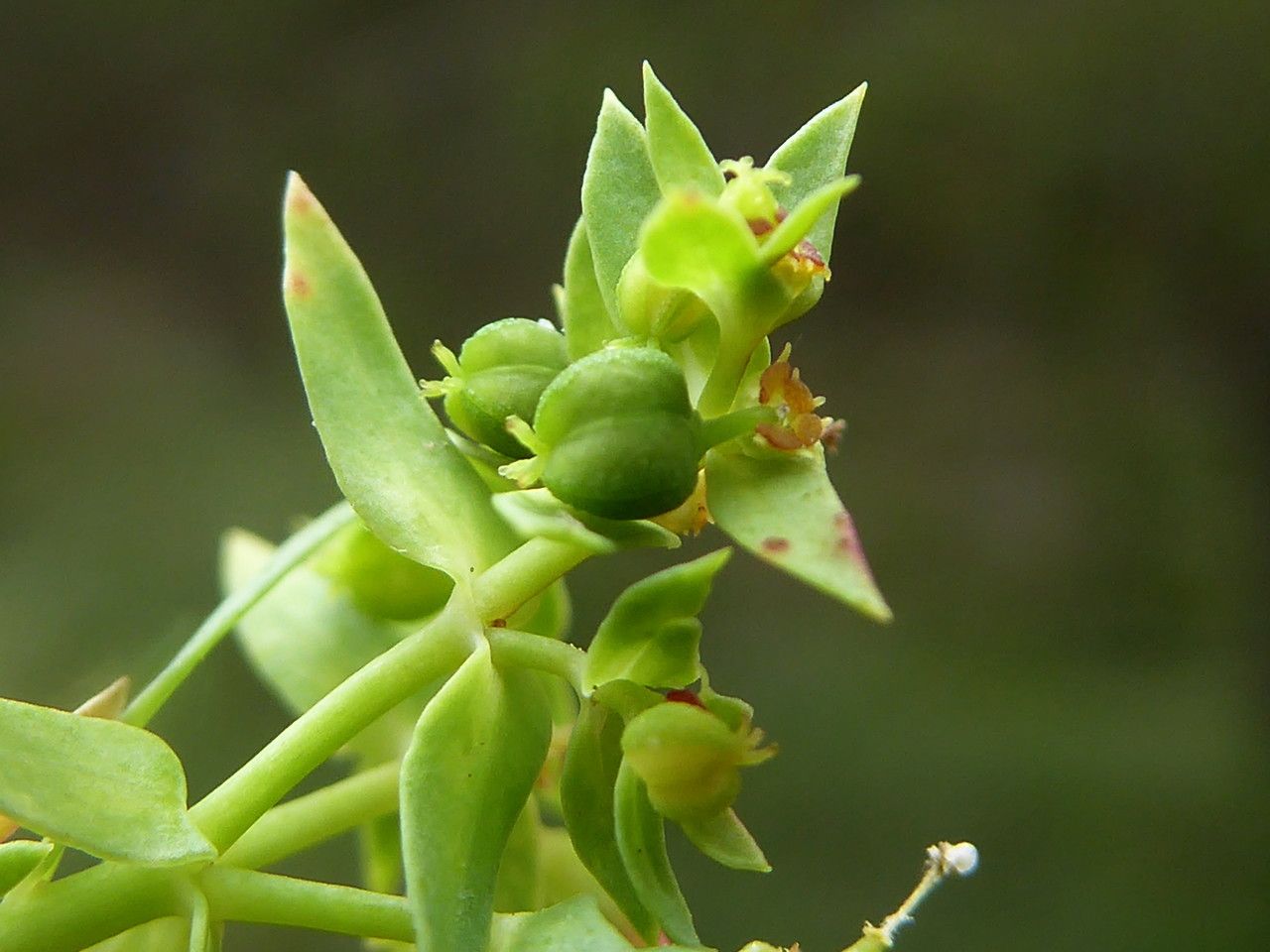Euphorbia exigua fruit
