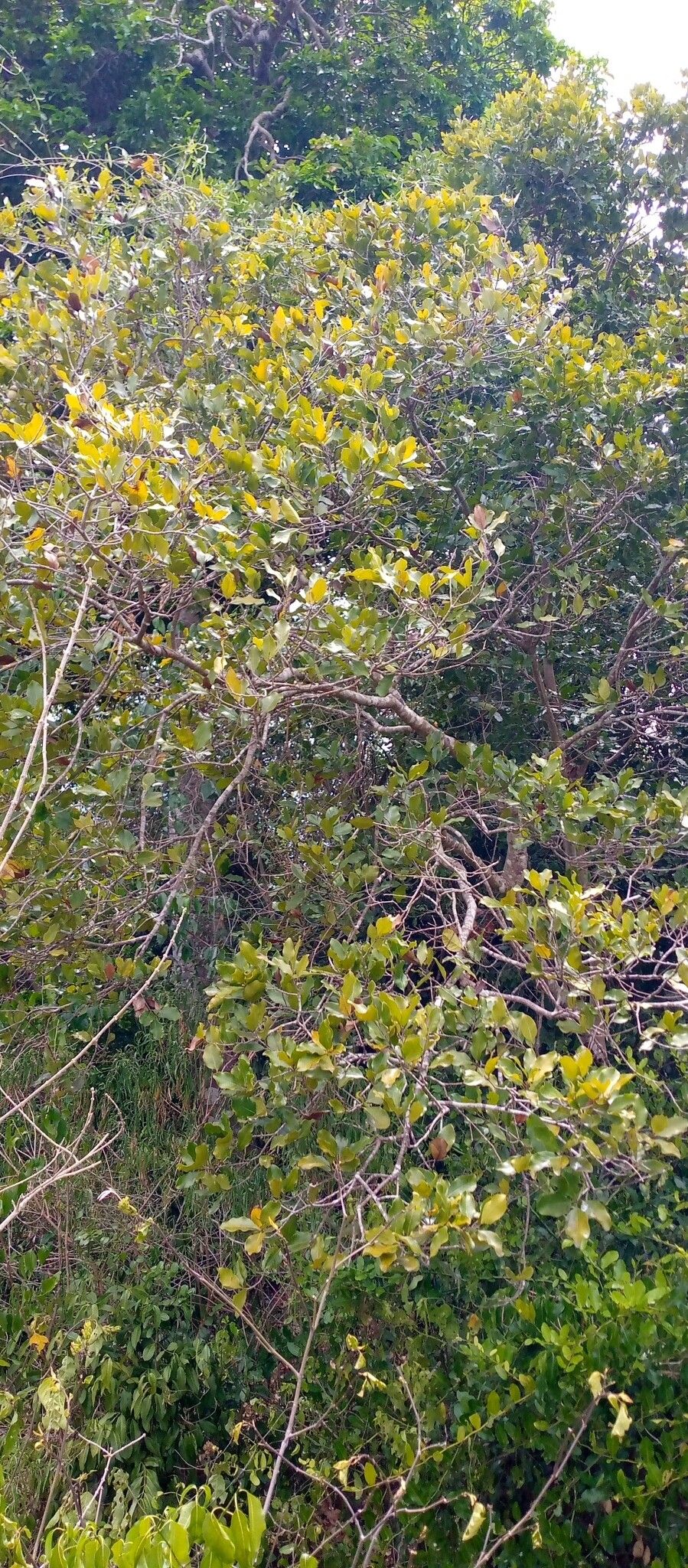 Ocotea brevipes habit