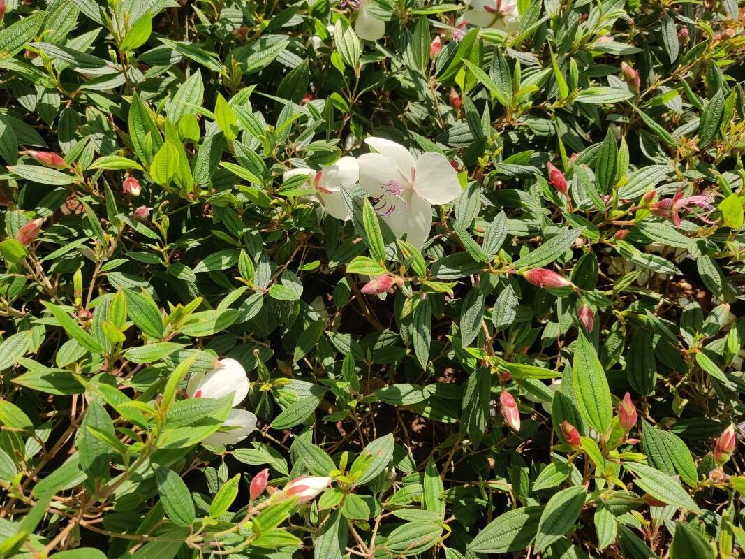 Pleroma mutabile flower