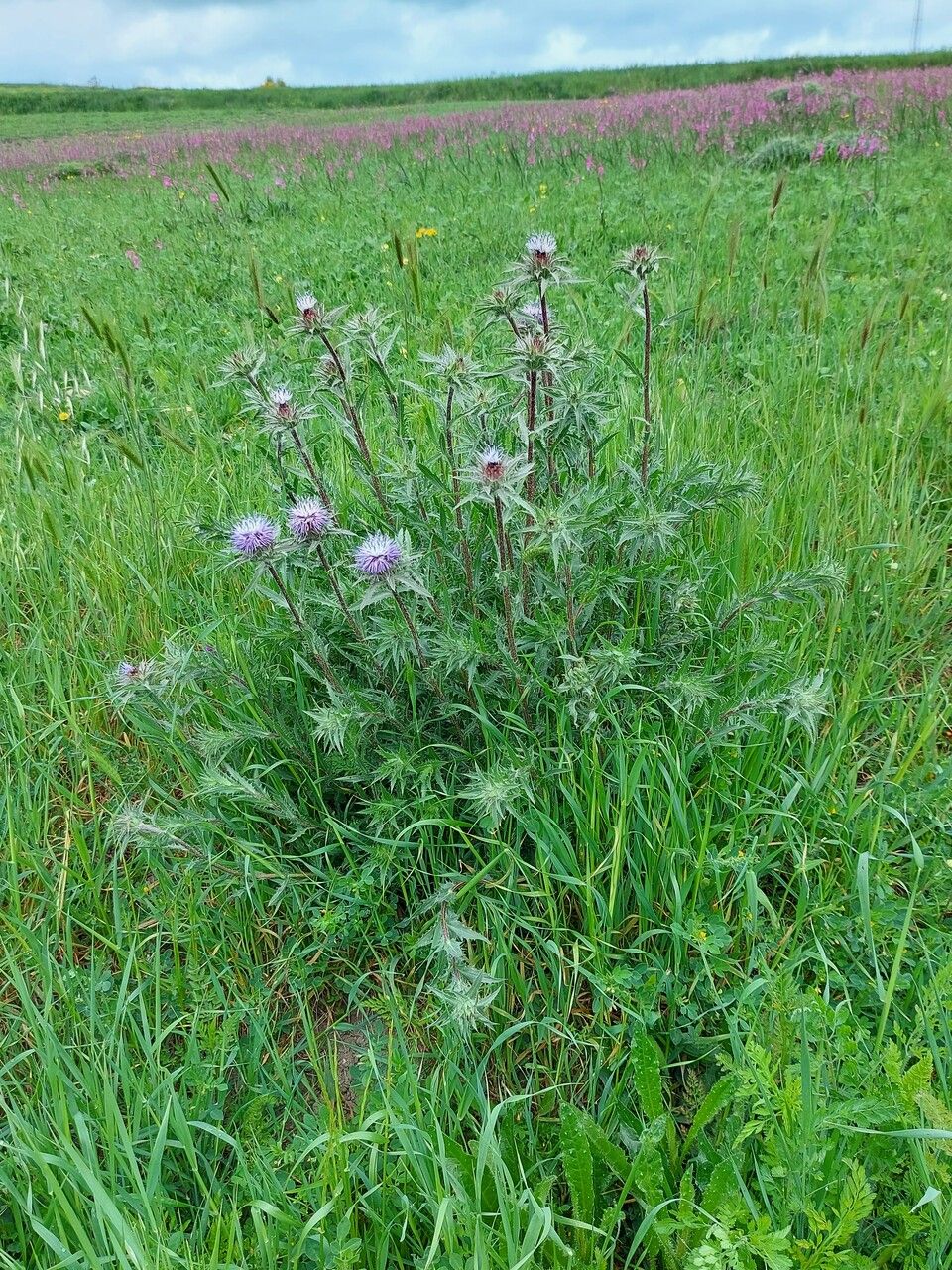 Carthamus caeruleus habit