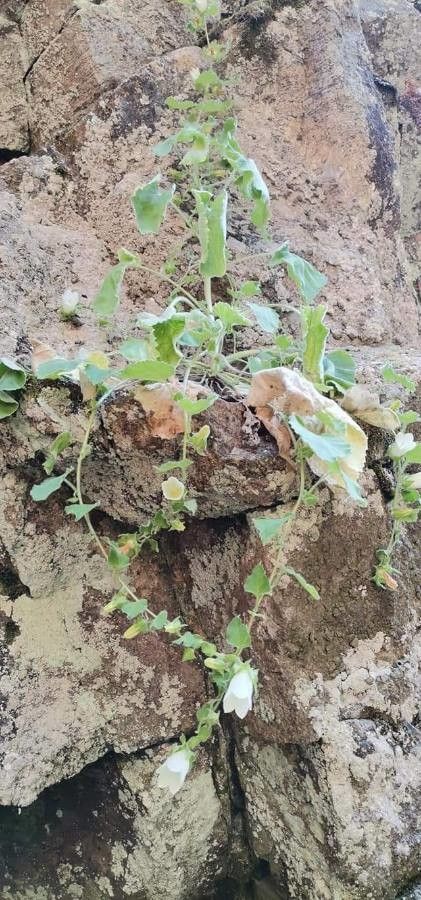 Campanula lanata habit