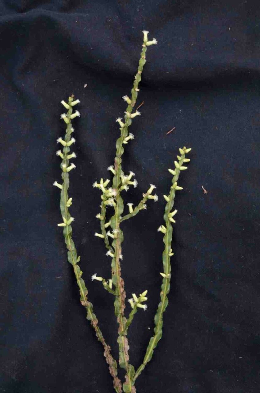 Baccharis crispa fruit