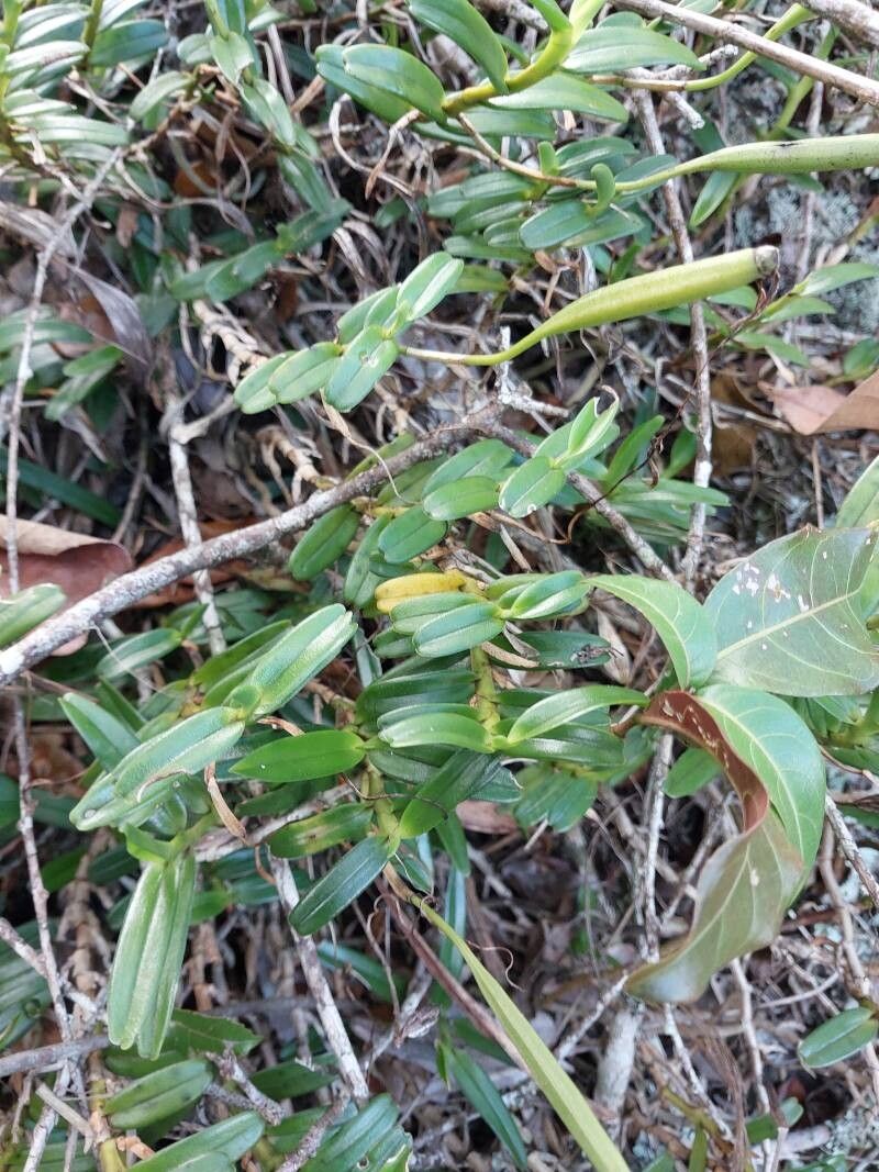 Jumellea confusa habit