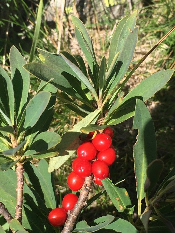 Daphne alpina fruit