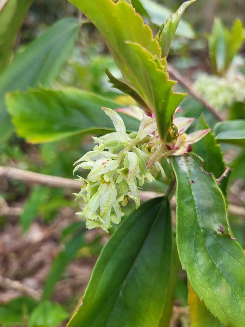 Ribes laurifolium flower