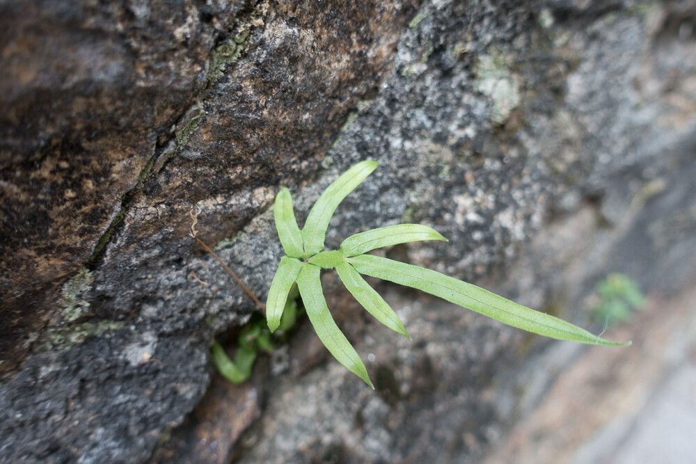 Pteris multifida leaf