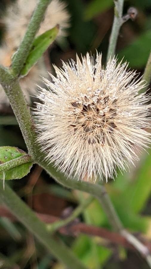 Hieracium sabaudum fruit