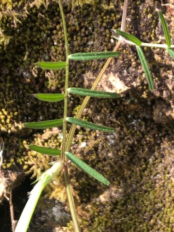 Vicia angustifolia — houseplant care guide