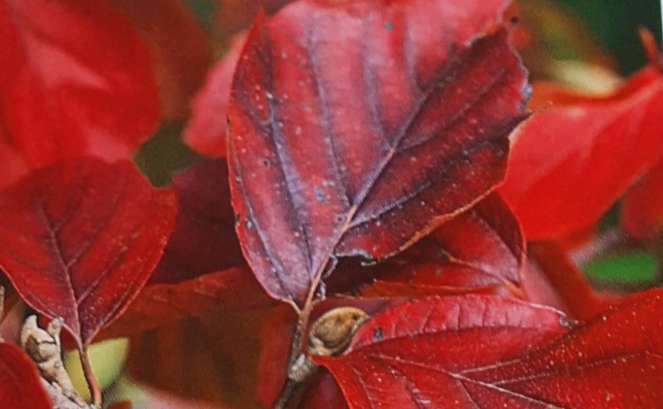 Fothergilla latifolia — related species from the same genus