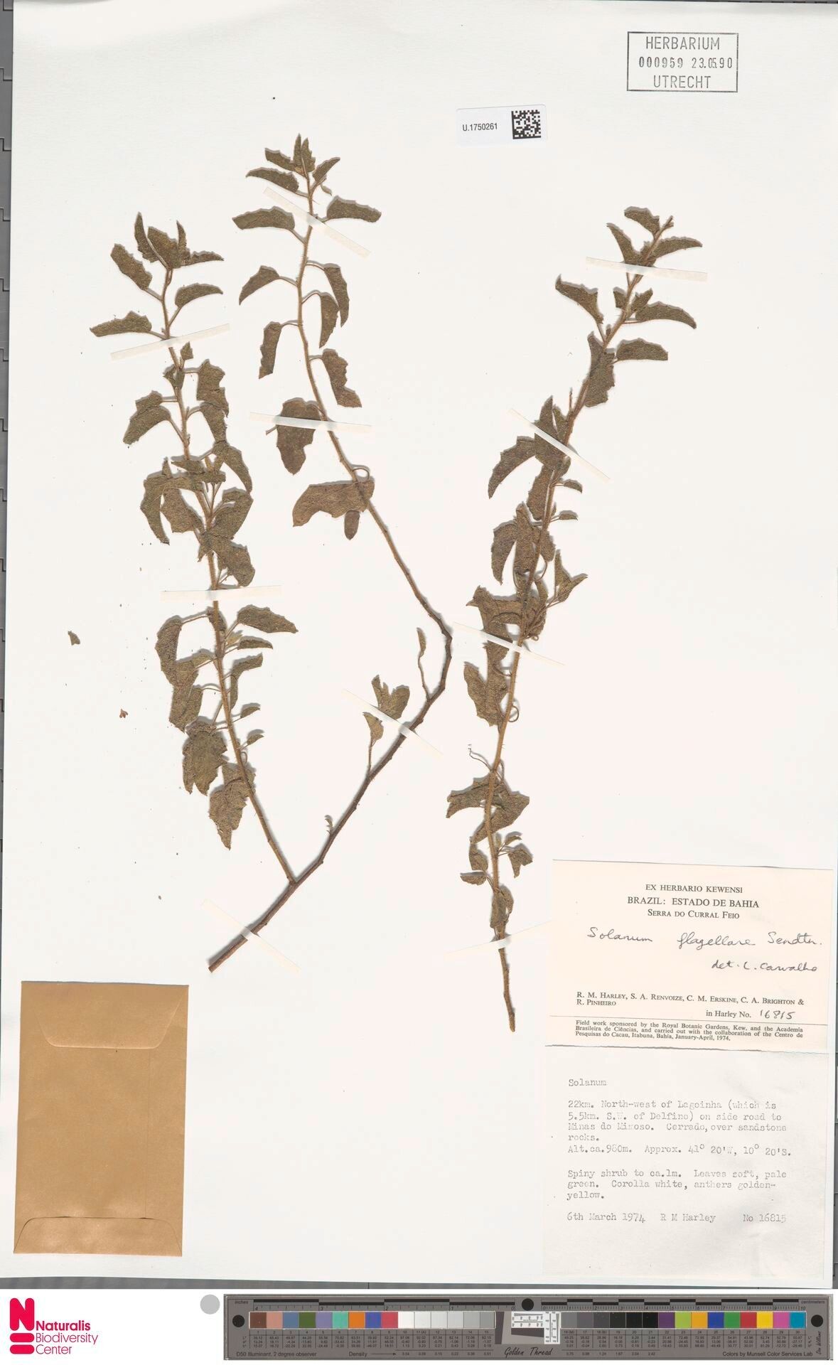 Solanum flagellare — houseplant care guide