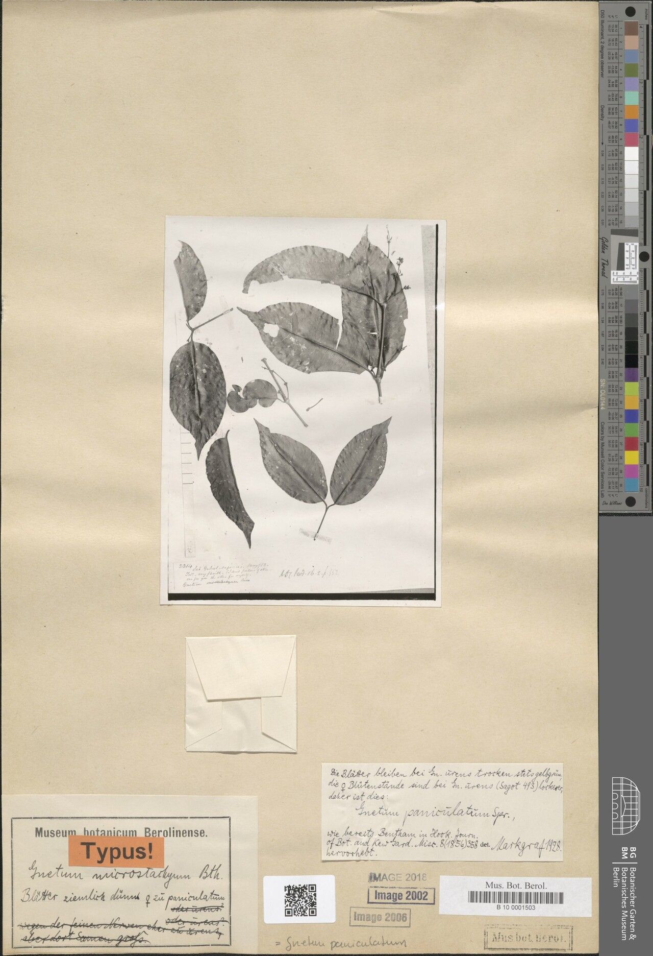 Gnetum paniculatum other