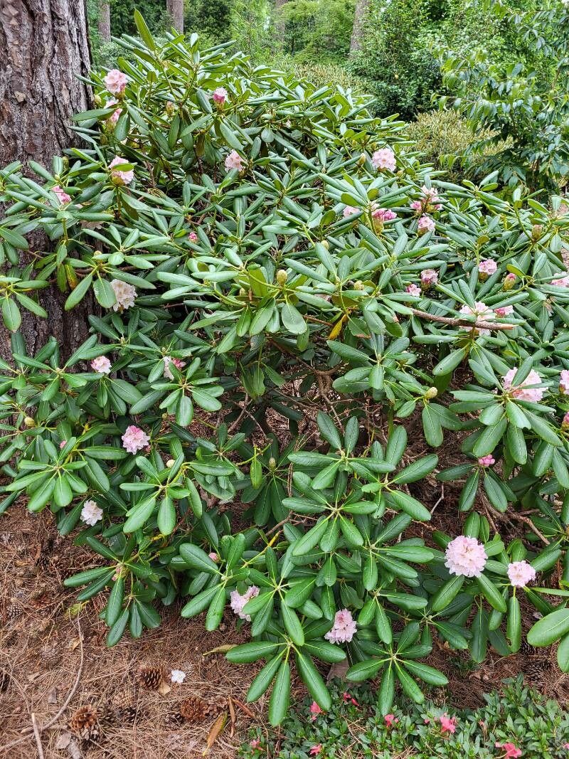 Rhododendron fauriei habit