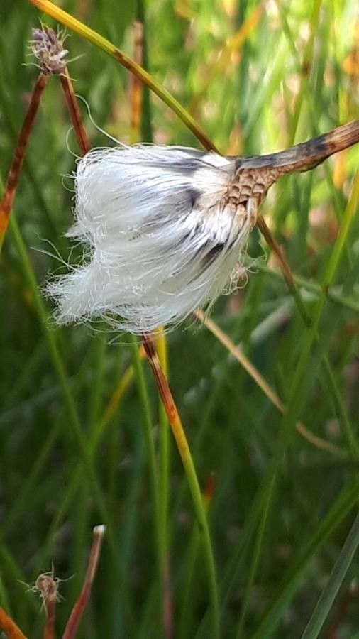 Eriophorum latifolium fruit