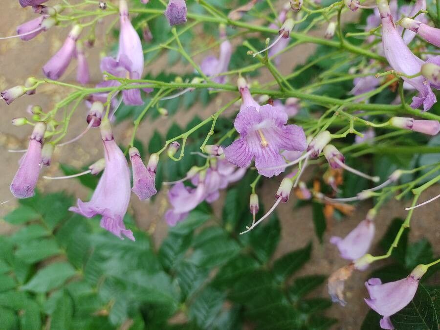 Jacaranda macrantha flower