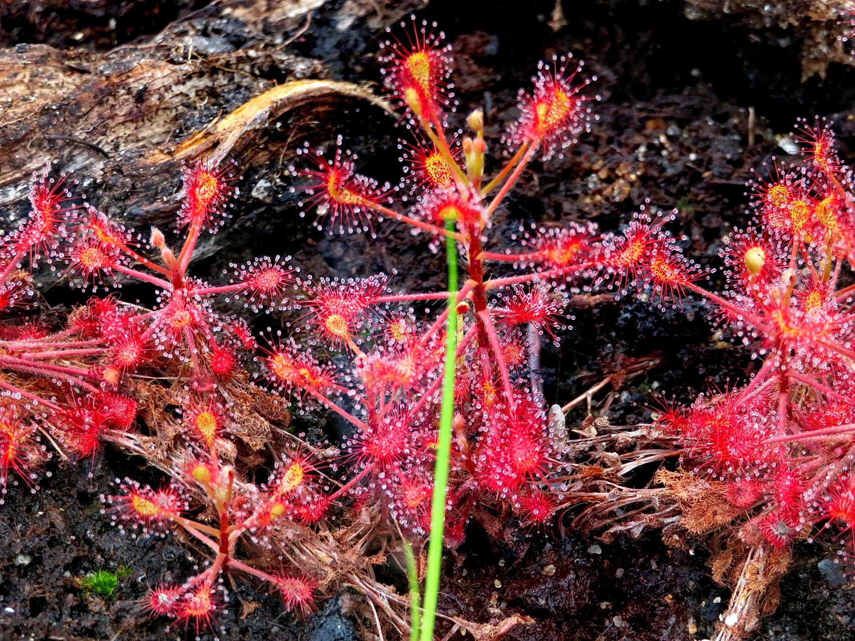 Drosera madagascariensis habit