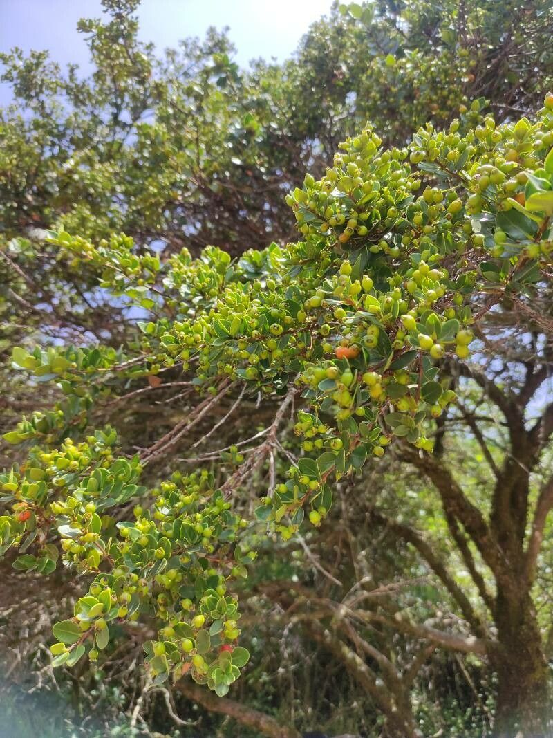 Myrcianthes leucoxyla fruit