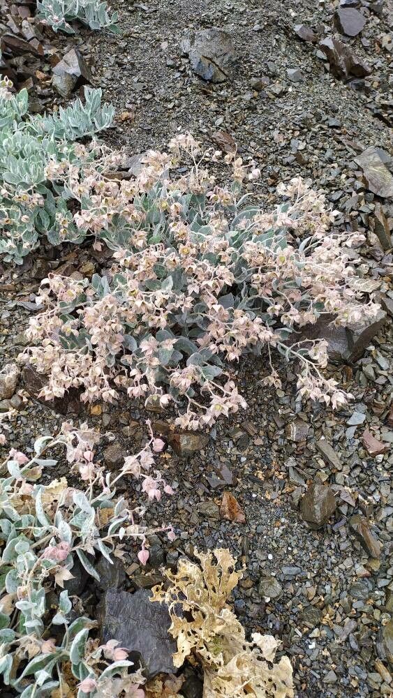 Trichodesma afghanicum habit