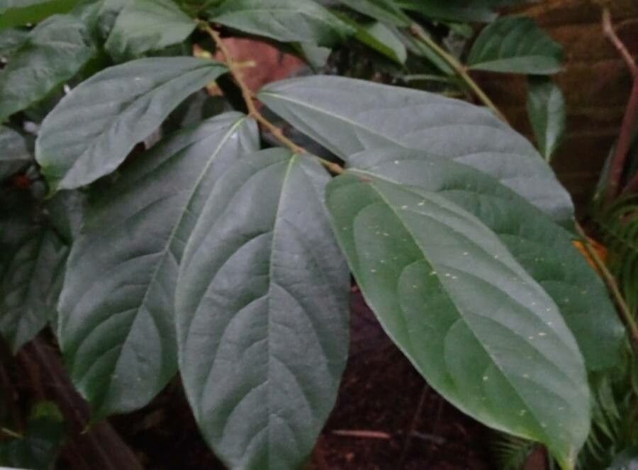 Aristolochia arborea leaf