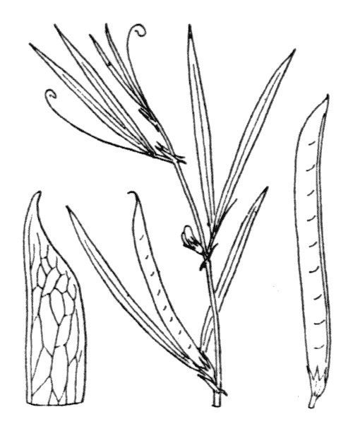 Lathyrus inconspicuus — search result for 'Lathyrus'